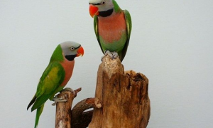 小绯胸鹦鹉和大绯胸鹦鹉有区别吗？其实它们并不属于同种类
