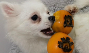 养狗小知识：狗能吃柿子吗？