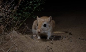 喜欢生活在荒漠地带的红尾沙鼠，你认识吗？