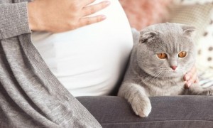 为什么猫咪喜欢接近孕妇？说了你别不信
