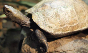 一起来揭秘一下日本石龟怎么养最好？