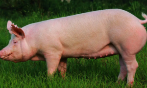成长周期很短的家猪，最大能养多少斤？