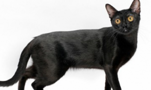 孟买猫和黑猫的区别有哪些？具体有什么区别？