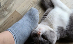 猫猫扑主人脚什么意思？你们真的清楚吗？
