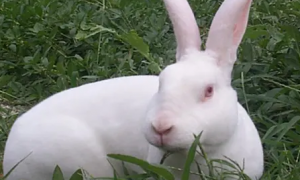 日本大耳白兔生病怎么治？方法有哪些？