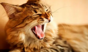 猫为什么闻到一些东西张着嘴？是因为猫咪需要张开嘴才可以分辨吗？