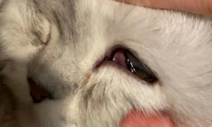 猫咪眼睛流血水怎么办？好奇就来了解~
