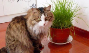 为什么猫不吃猫草？此文帮你解惑