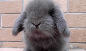 迷你垂耳兔真的很小吗？看完你就知道了