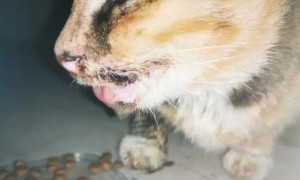 流浪猫口炎症状有哪些？来了解一下吧