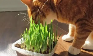 猫草多久喂一次，喂多少？