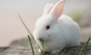 兔子吃什么兔粮好 兔粮具有诸多优点
