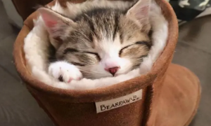 别买猫窝了，猫咪最喜欢睡觉的地点，是这7个地方