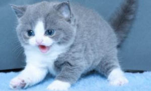 蓝白和银渐层配，可以生出什么样子的小猫？