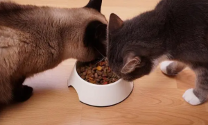 为啥要给猫吃罐头？猫罐头该怎么挑？