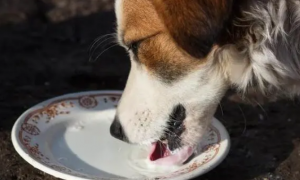 狗狗吃“益生菌”的好处，每周喂几次，狗狗少生病！