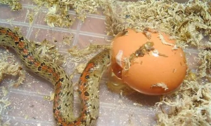 食蛋蛇：一种与蛋过不去的蛇类！