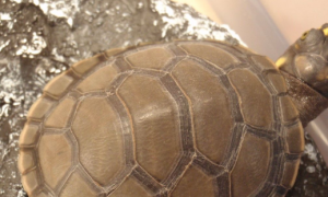 白胸侧颈龟的寿命是多长？小编告诉你