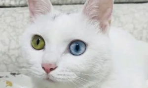 异瞳猫有疾病吗？一起来了解下吧。