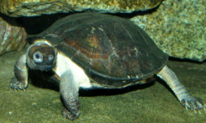 齿缘摄龟可以长多大？是什么样子的？