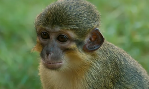 了解加蓬侏长尾猴的生活习性，是保护它们的第一步！