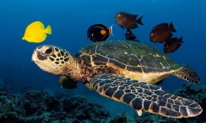 因人类活动而濒危的绿海龟，快来了解一下
