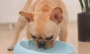 狗狗积食是什么症状