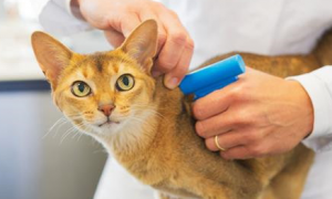 猫多久打一次狂犬疫苗？新手养猫必须要知道！