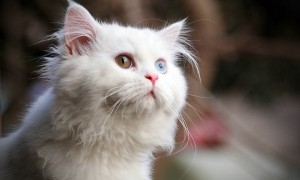 科普文：波斯猫品种介绍