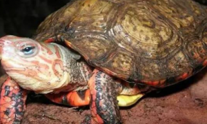 洪都拉斯木纹龟怕冷吗？了解一下？