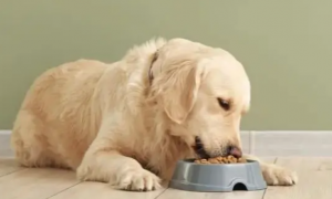 小知识：狗厌食的几个原因，你中招了吗？