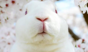 迷你雷克斯兔寿命多长？能活多少年呢？