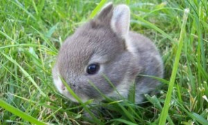 雷克斯兔原产于哪个国家，你知道吗？