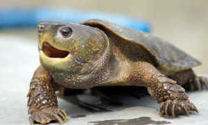 你们知道鹰嘴龟夏天怎么养吗？