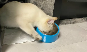 猫咪喝水前用爪子刨地，大概是这个原因