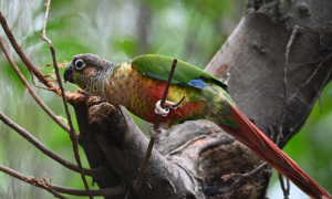 绿颊锥尾鹦鹉的繁殖方式是什么？快来看