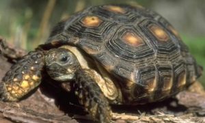 科普——墨西哥地鼠龟