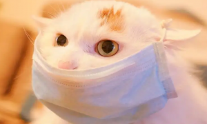 养猫须知：猫会传染新型冠状病毒肺炎吗？