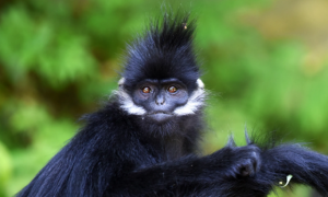 莫西干发型“代言人”，黑叶猴你了解多少？