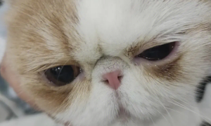 扁脸猫为什么有泪痕？主人最好提前关注。