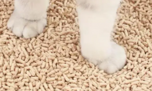 猫砂是什么材料做的？来了解下吧