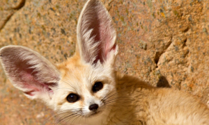 辨识度高的耳廓狐，大家了解多少？