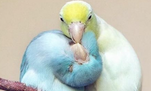 今日科普：牡丹鹦鹉和太平洋鹦鹉哪个大？
