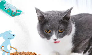喂益生菌给猫咪呕吐了是怎么回事？