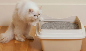 猫没有猫砂能憋多久？可以来看看！