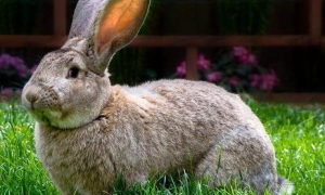 巨型花明兔多长 巨型花明兔能长多大