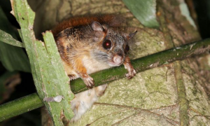 热带雨林的“夜行者”——毛耳飞鼠