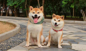 秋田犬和中华田园犬有什么区别，其实非常容易分辨呢