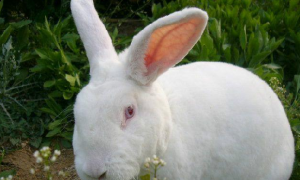 日本大耳白兔一般长多重？来看看你家兔子是否达标~