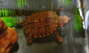 斑纹泥龟的饲养环境，该如何饲养？